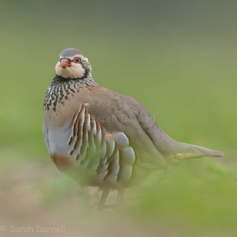 Spring Green Partridge - Greeting Cards