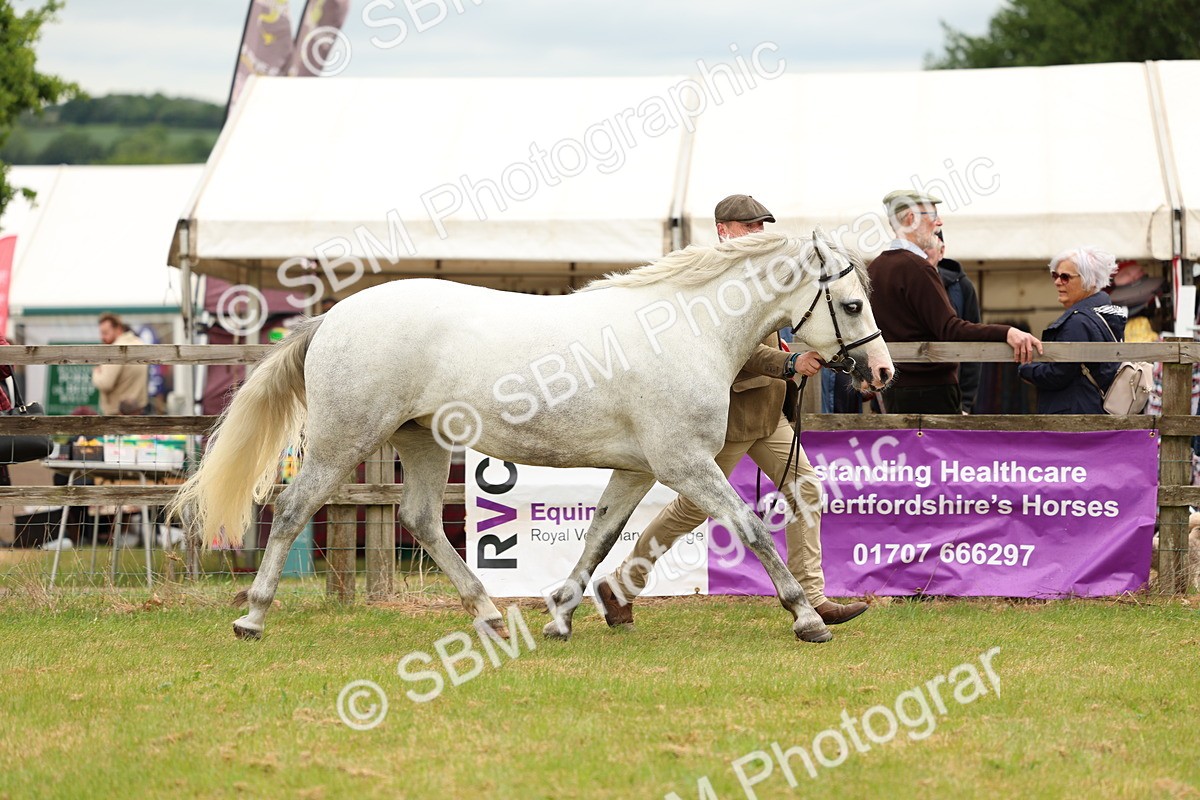 SBM_04137 - Class 64-67 - Shetland Pony In Hand