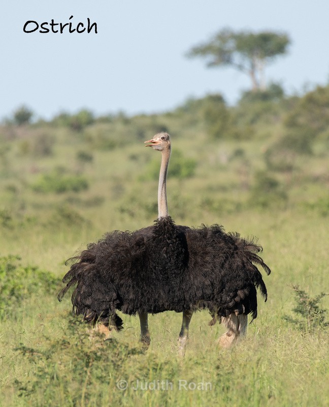  - South Africa Birds and Mammals