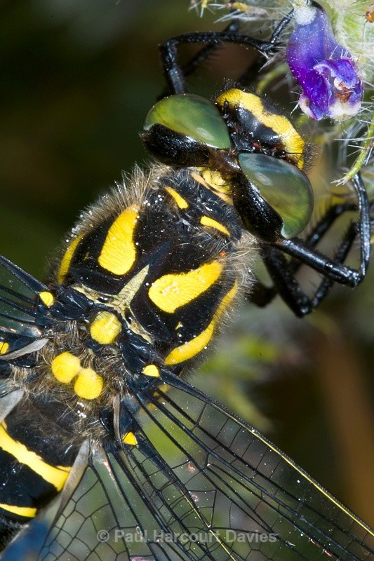  - Bugs: Macro insects