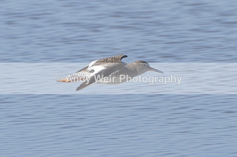 20120325-_MG_0032 - Redshank