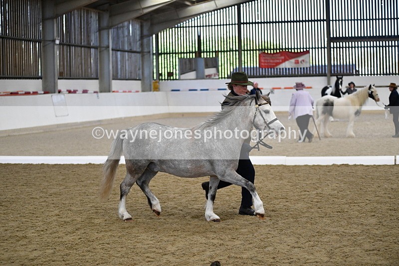 WJ5_5424 - Class 4 In hand M&M - small breeds