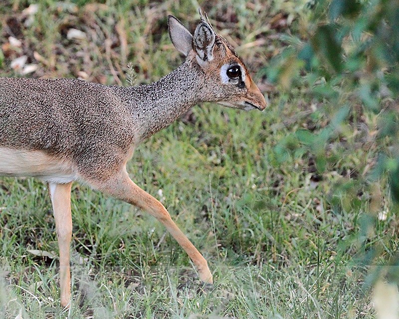 Close-up of Kirk's Dik-dik - Antelope