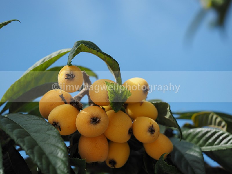Loquats After The Bees    - The World Around Me