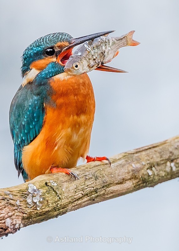 Astland Photography, Bird and Wildlife Images, Susan and Peter Wilson, U.K.