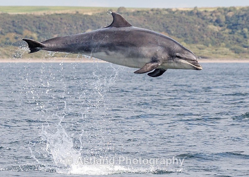 Astland Photography, Bird and Wildlife Images, Susan and Peter Wilson, U.K.