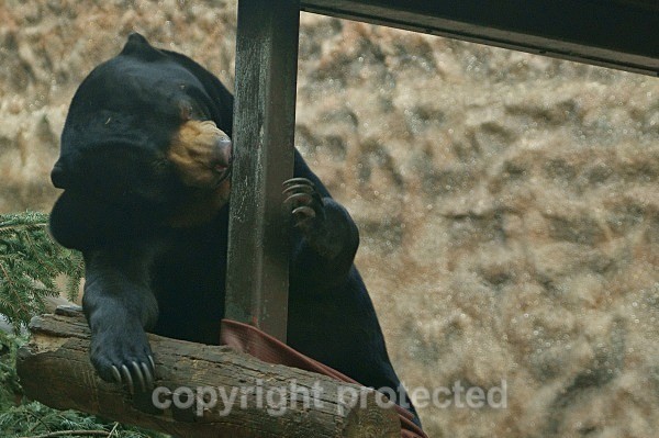 Sun Bear - Jo-Jo - Other Wildlife Species