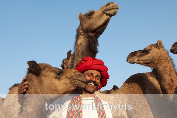 Smiling Man with camels at Pushkar Camel Fair Rajasthan India - India