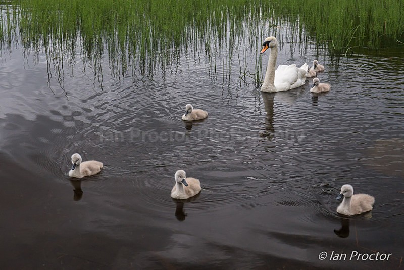 Cygnets lead the way on Lough Erne, County Fermanagh. - Nature