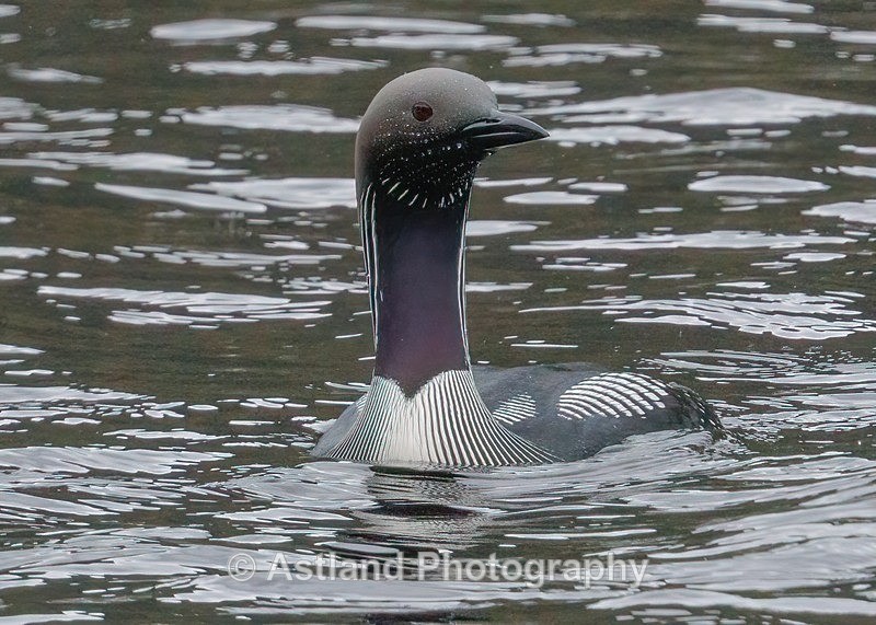 Black-throated Diver - Latest Images