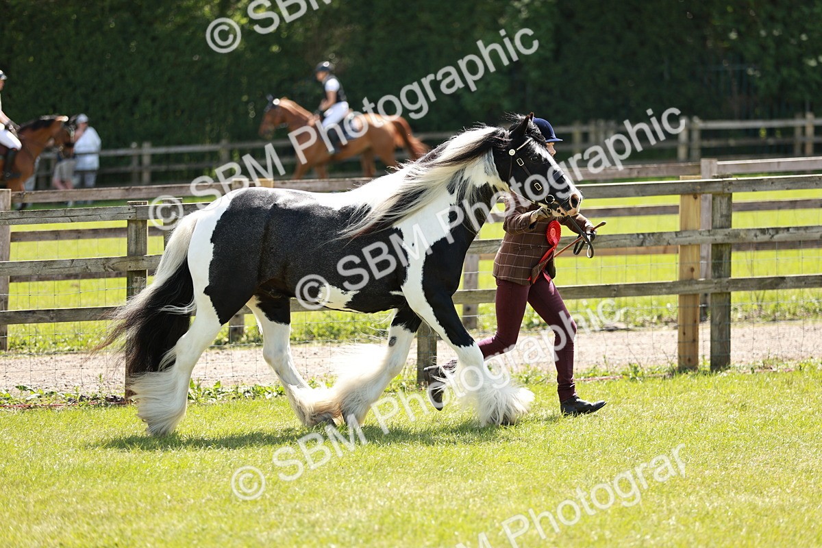 SBM_05500 - Class 41-45 - Riding Pony-Hunter Pony Breeding