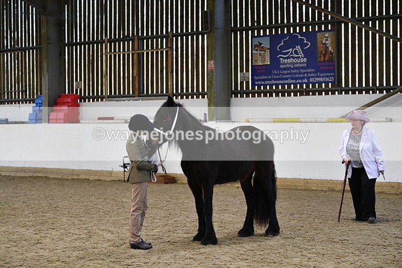 WJ5_4226 - Class 6 In hand M&M - Large Breeds