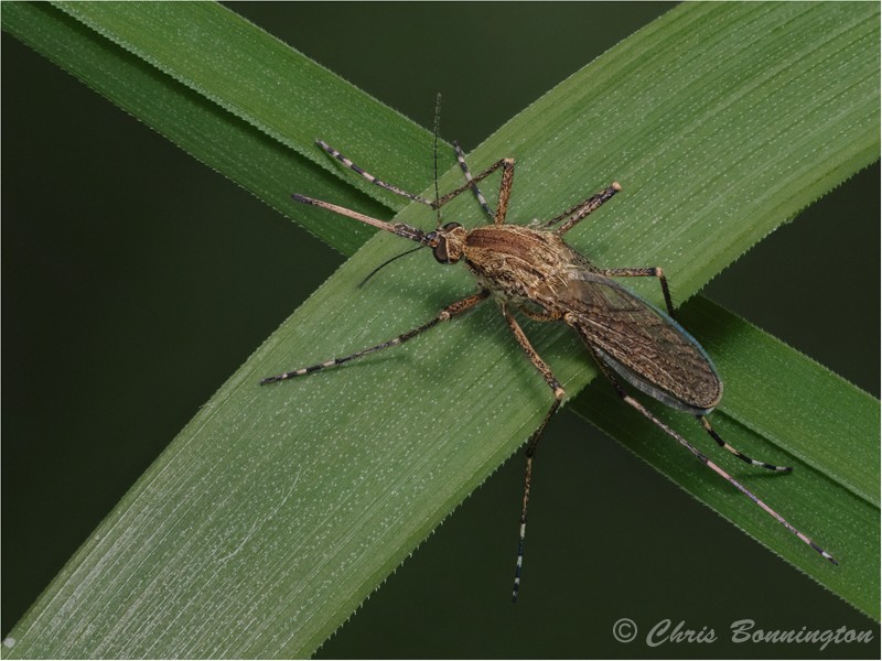 Banded Mosquito - Wee Beasties