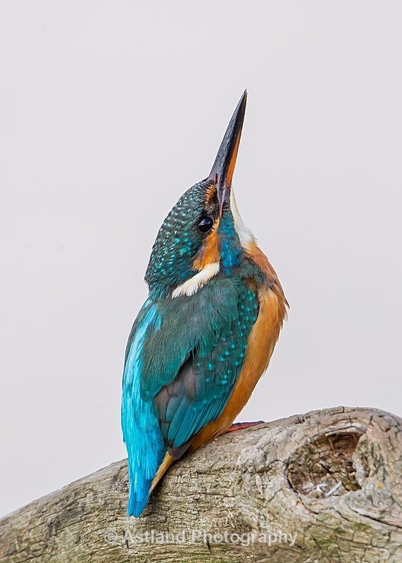 Astland Photography, Bird and Wildlife Images, Susan and Peter Wilson, U.K.