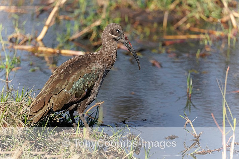 Hadeda Ibis - Botswana ~ Birds