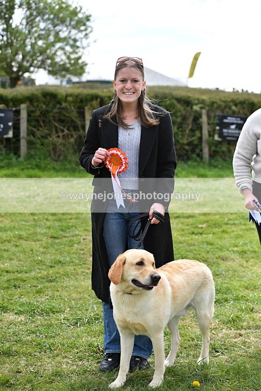 WJ5_9888 - Class 3 Most Handsome Dog