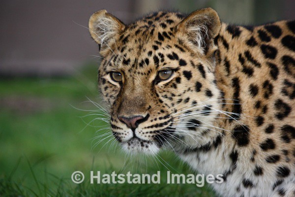 Leopard - nature