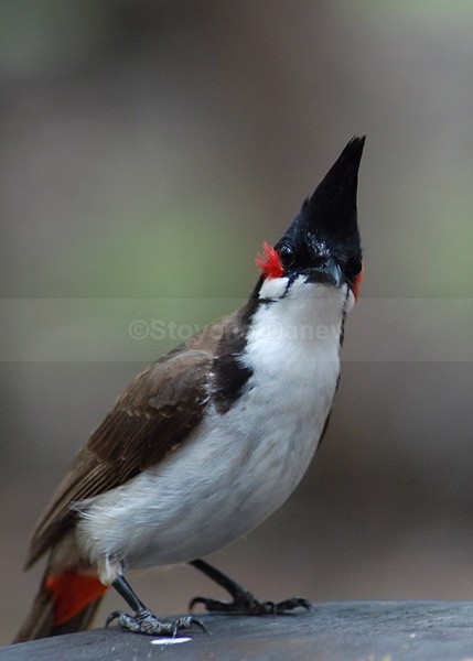 Red whiskered bulbul - Wildlife