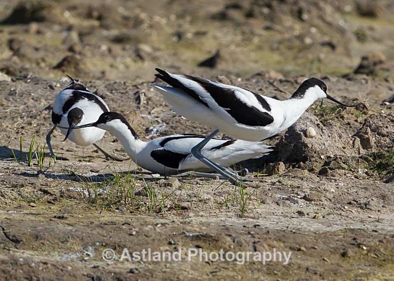 Astland Photography, Bird and Wildlife Images, Susan and Peter Wilson, U.K.