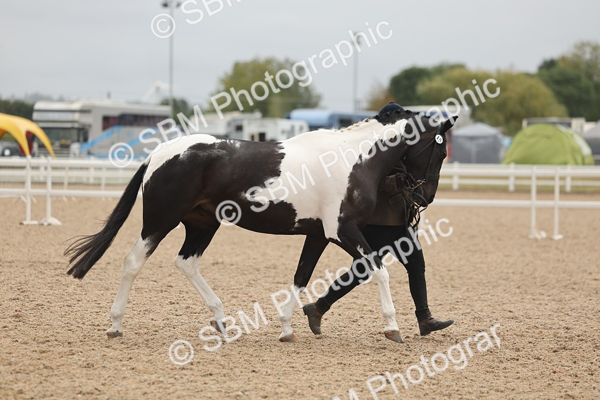 SBM_19832 - Class 318 - IH Part Bred Horse-Pony