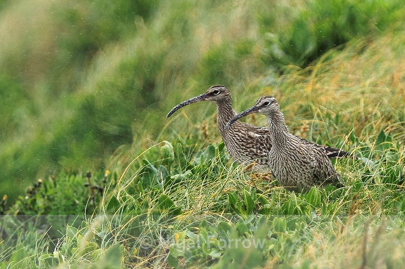 Whimbrels standing in long grass above Periglis beach on St. Agnes - Whimbrel