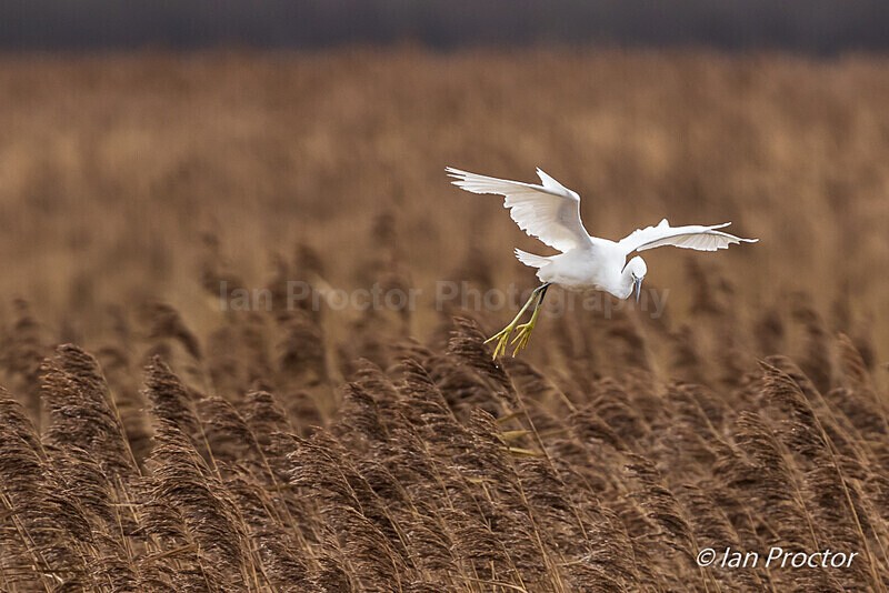 Little Egret over the reeds - Nature