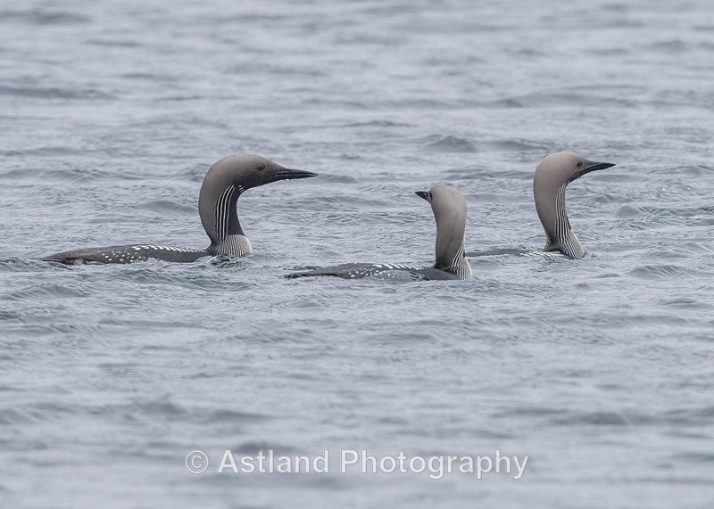 Black-throated Divers - Latest Images