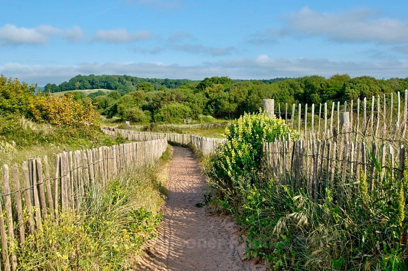 Dawlish Warren nature reserve - Dawlish and Black Swans