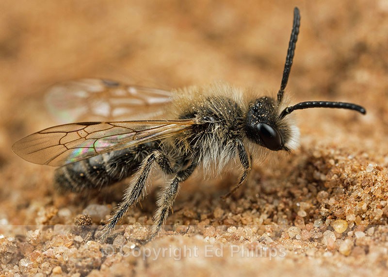 Andrena barbilabris (m) - Andrena barbilabris