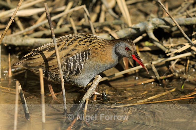 Water Rail at Otmoor RSPB - Water Rail