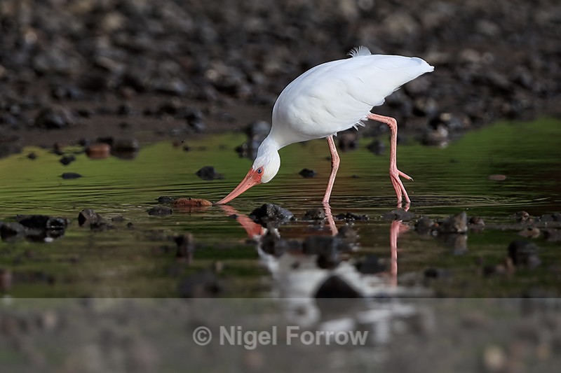 White Ibis probing under rock for food, Costa Rica - White Ibis
