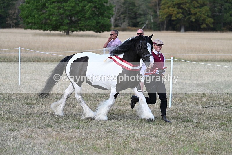 WJ7_8446 - In-hand Championship