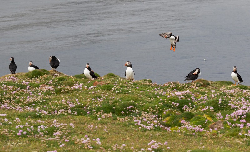 Fair Isle Puffins 2