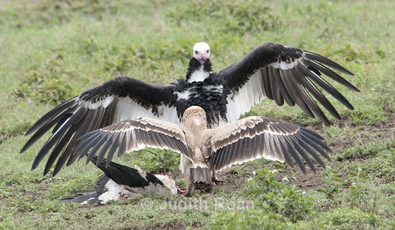 Tawny Eagle and White-headed Vulture - Tanzania Birds and Mammals