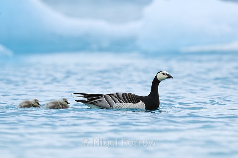 Barnacle Goose & two goslings, Jokulsarlon, Iceland - Barnacle Goose