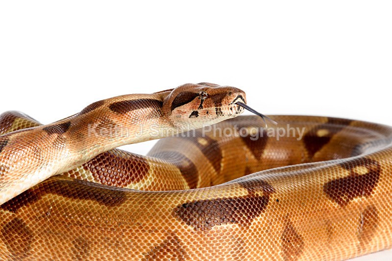 1KJS0176 - Roaming Reptile Show