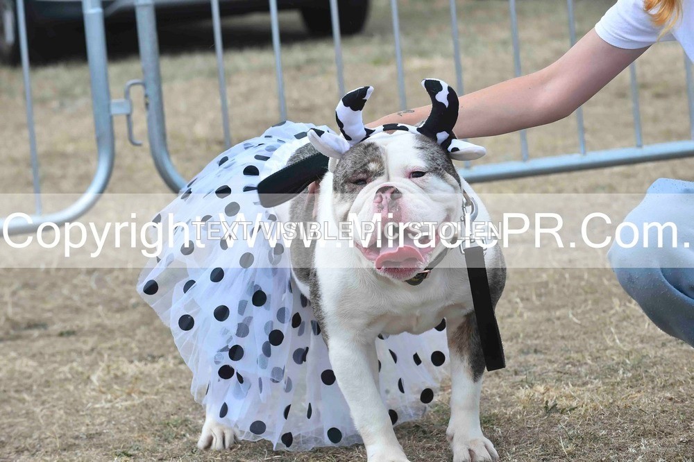 SH4_0295 - Dog show.