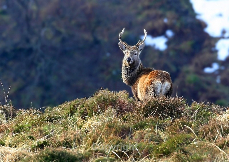 The Stag. Wicklow - Various Mammals