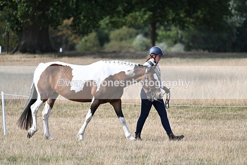 WJ7_8059 - In-hand Championship