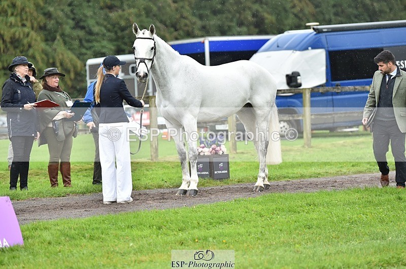 231018-125114-00568 - 072-CARROW.IROKO-Alice.England-TrotUp