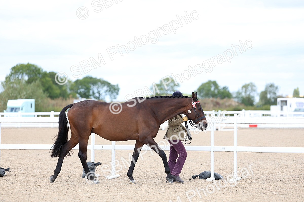 SBM_15250 - Class 313 - IH Retired Racehorse