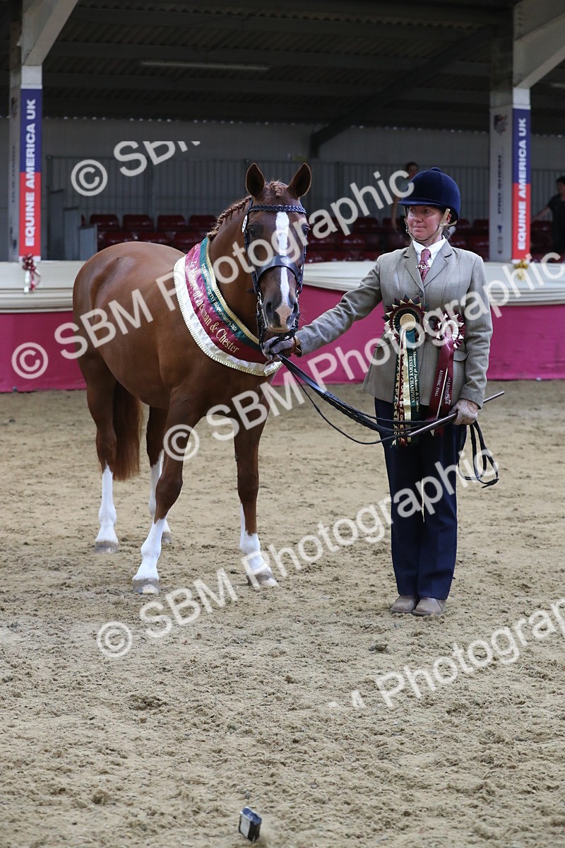 SBM_06567 - Regional IH Champ