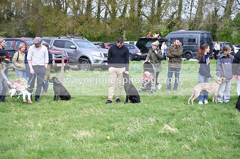 WJ6_8738 - Class 8 Best Working / Gun Dog or Bitch