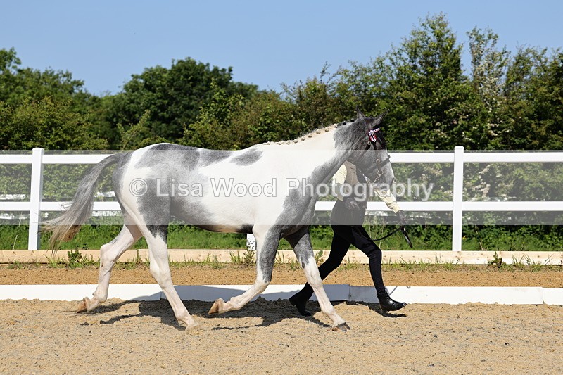 1X9A0740 - Class 4: Youngstock 1, 2, 3 year old to exceed 153cm
