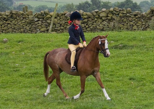 50 - Moniaive Horse Show 2008