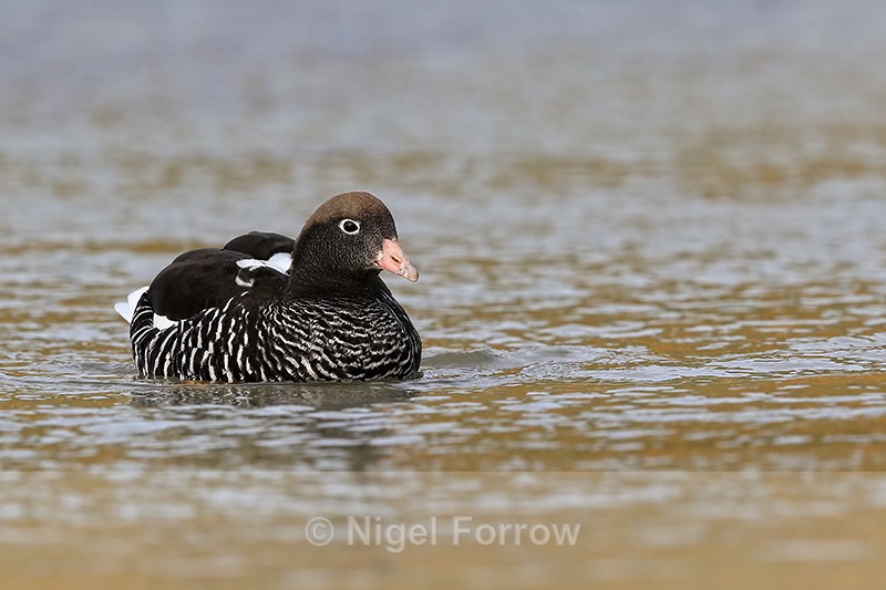 Kelp Goose (female) swimming, Carcass Island, Falklands - Kelp Goose