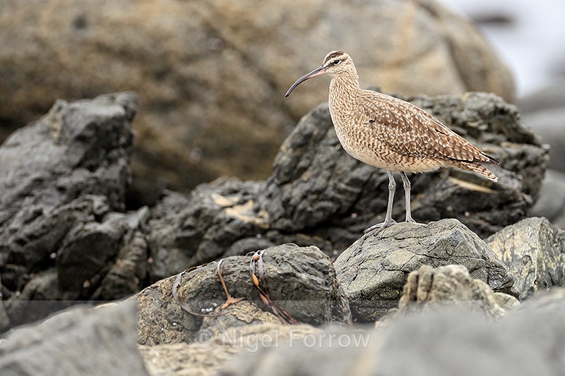 Whimbrel, Chanaral de Aceituno, Chile - Whimbrel