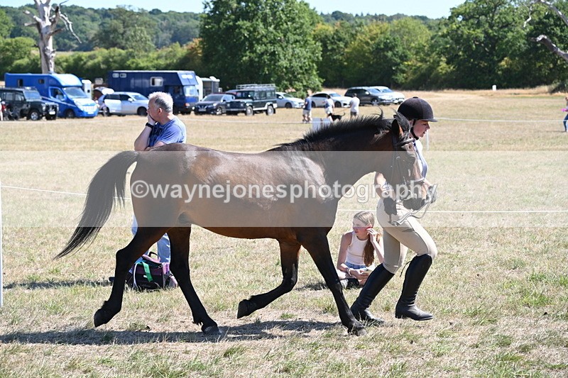 WJ6_8574 - Class 37b Best Loan Pony In-hand
