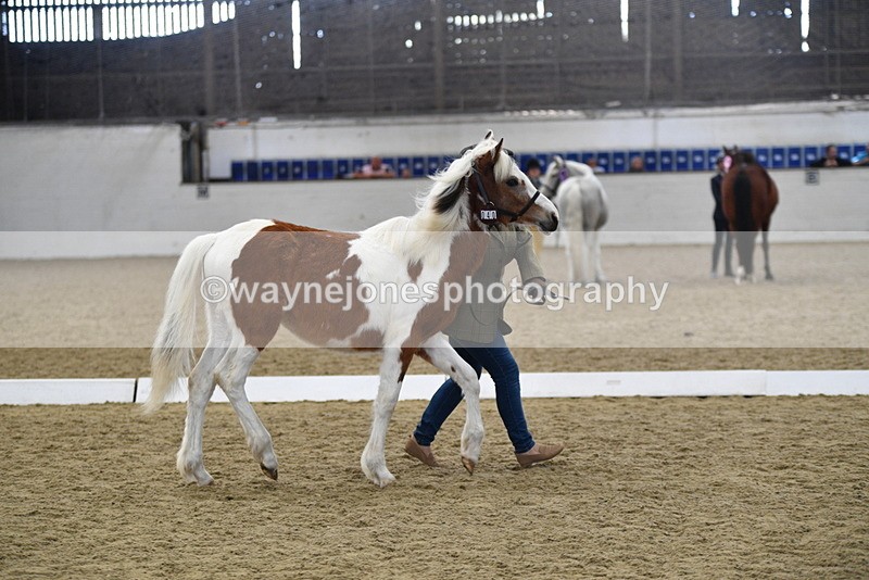WJ5_4960 - Class 7 In hand coloured / odd coloured