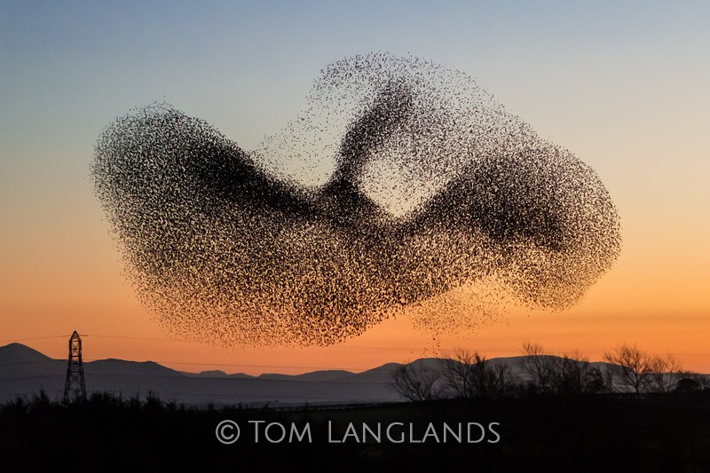 Starlings - Starlings and Murmurations